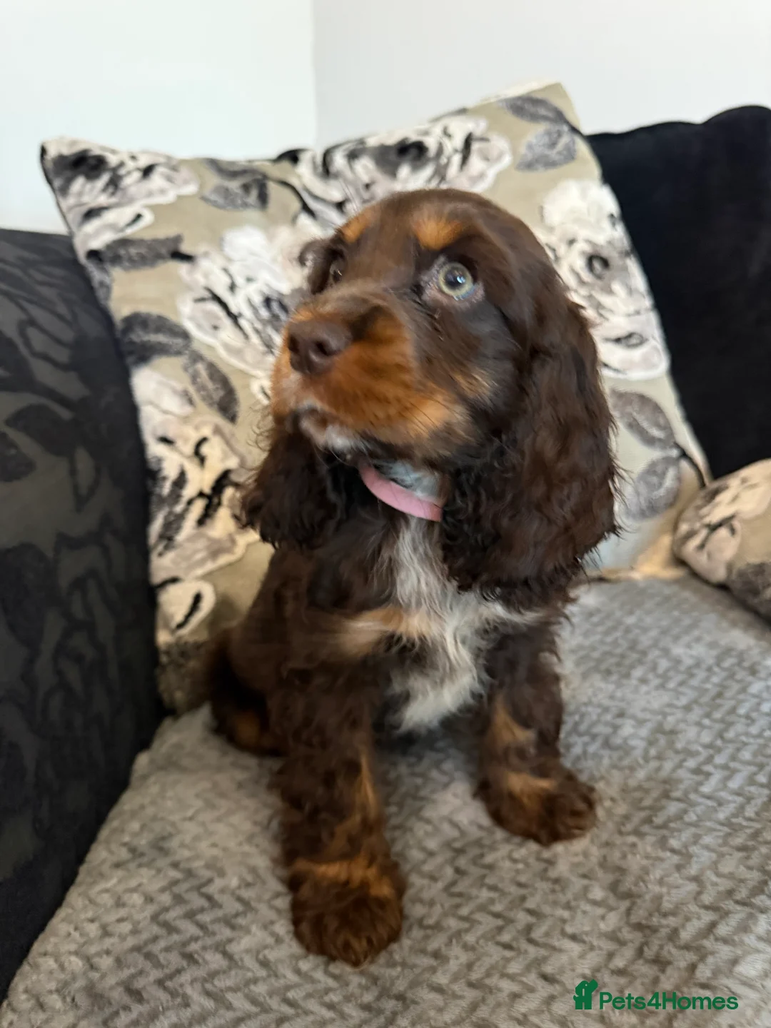 Cocker Spaniel dogs for sale: Chucky KC Cocker Spaniel Pup’s Ready Now - Advert 9