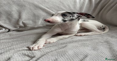 Mixed Breed dogs - Advert 9