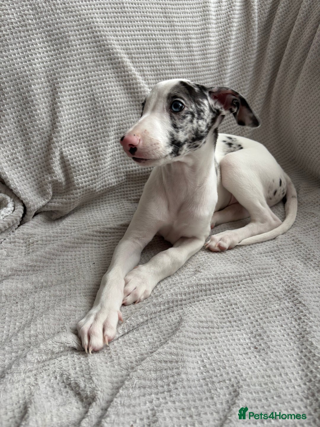 Mixed Breed dogs for sale: Collie Whippet Greyhound  - Image 3