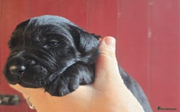 Goldador dogs for sale: Beautiful Goldadors- 2 BOYS LEFT  - Image 2
