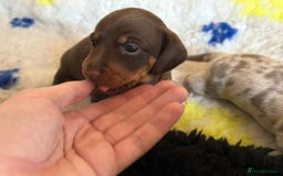 Miniature Dachshund dogs for sale: True to type mini dachshunds  - Image 3