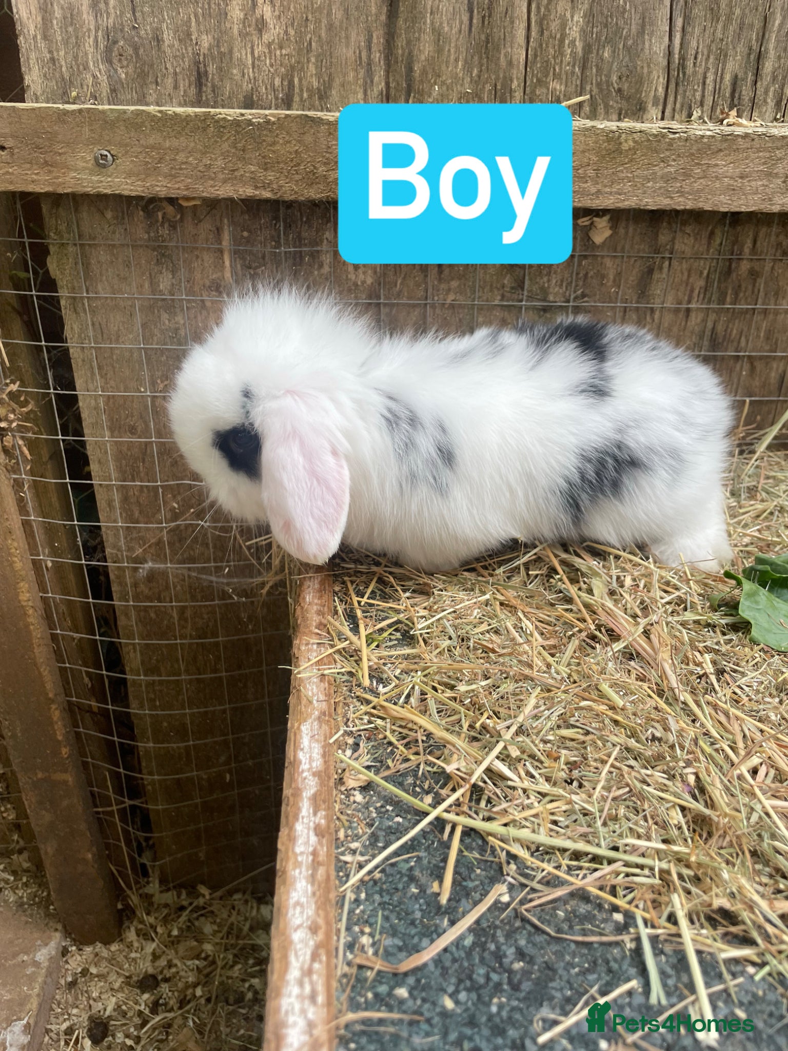 Mini Lop rabbits for sale: Beautiful mini lop babies - Advert 2