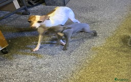 Italian Greyhound dogs for sale: Italian greyhound Puppy - Image 1