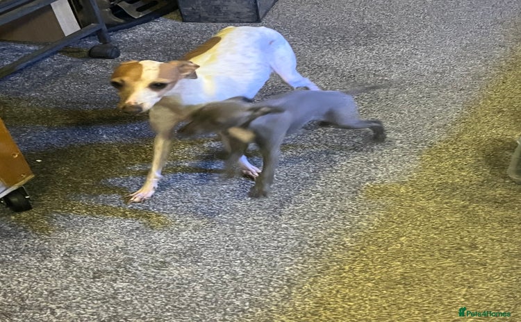 Italian Greyhound dogs - Advert 1