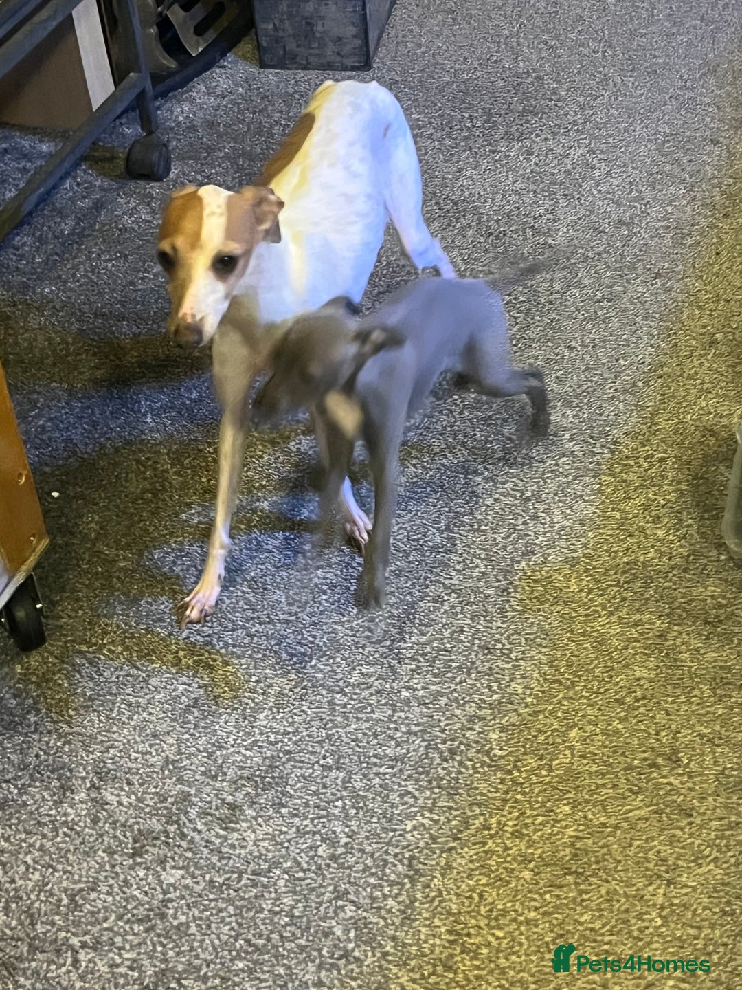 Italian Greyhound dogs for sale: Italian greyhound Puppy - Image 1