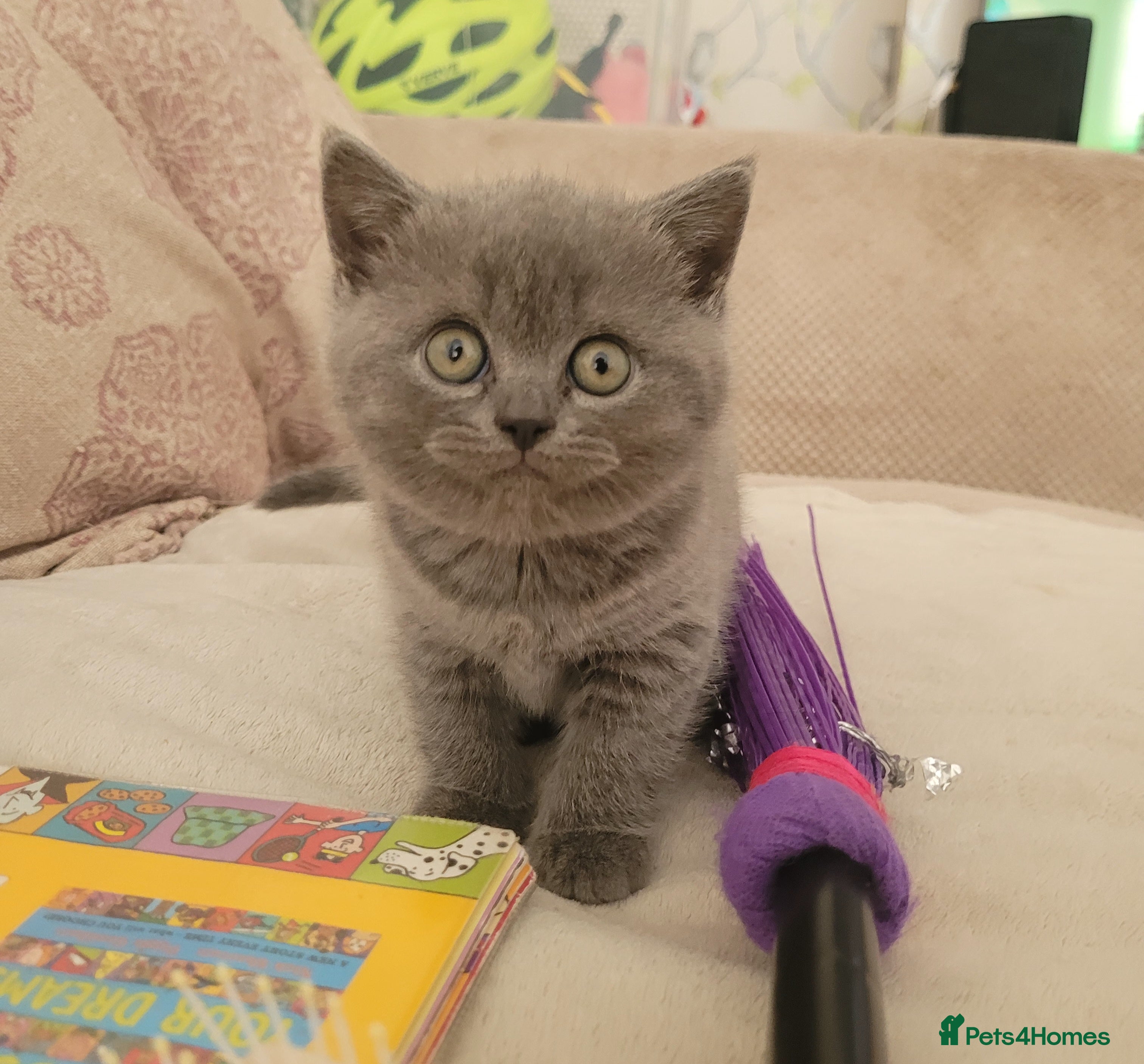 British Shorthair cats Blue british shorthair kittens - Advert 1