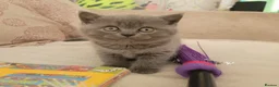 British Shorthair cats for sale: Blue british shorthair kittens in Southsea - Advert 1