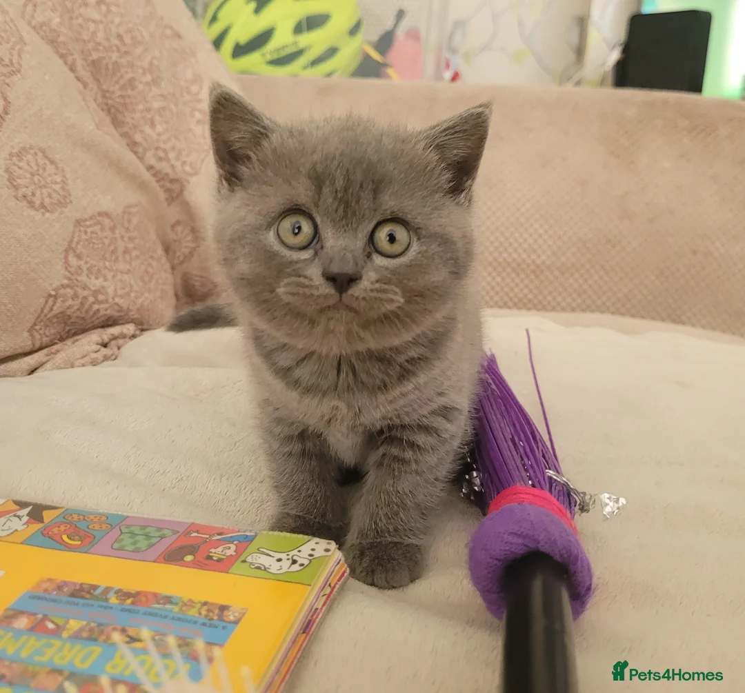 British Shorthair cats for sale: Blue british shorthair kittens in Southsea - Advert 1