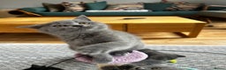 British Shorthair cats for sale: GCCF BSH show quality kittens  - Advert 6