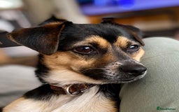 Mixed Breed dogs for adoption: Lolly and Poppy - Advert 4