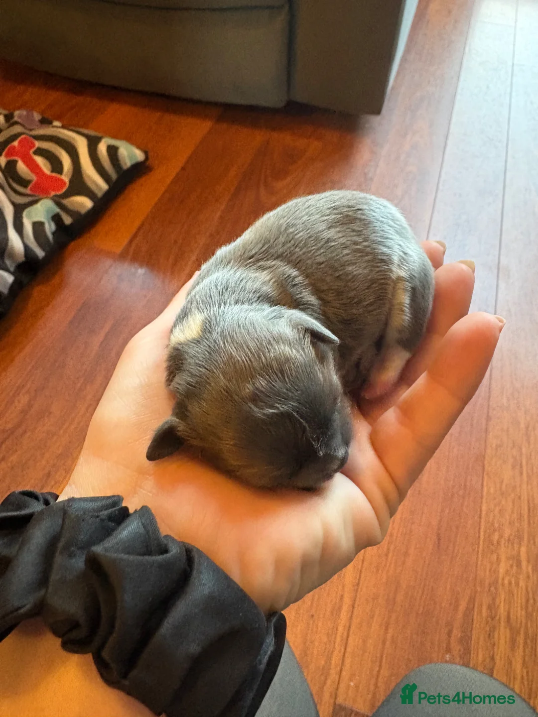 Chihuahua dogs for sale: Gorgeous long haired Chihuahua puppies - Advert 2