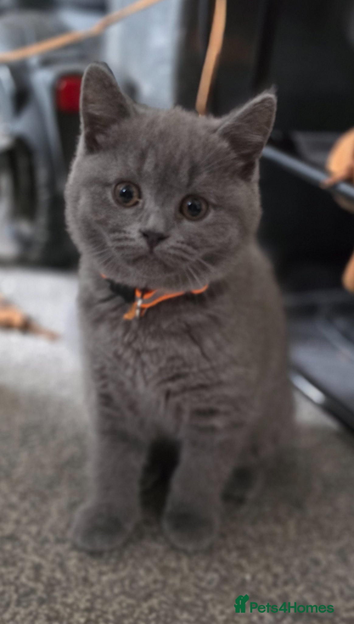 British Shorthair cats Chunky 1Female/3 male Kitten gccf active available - Advert 1
