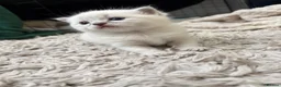 Ragdoll cats for sale: Beautiful ragdoll kittens for sale  - Advert 8
