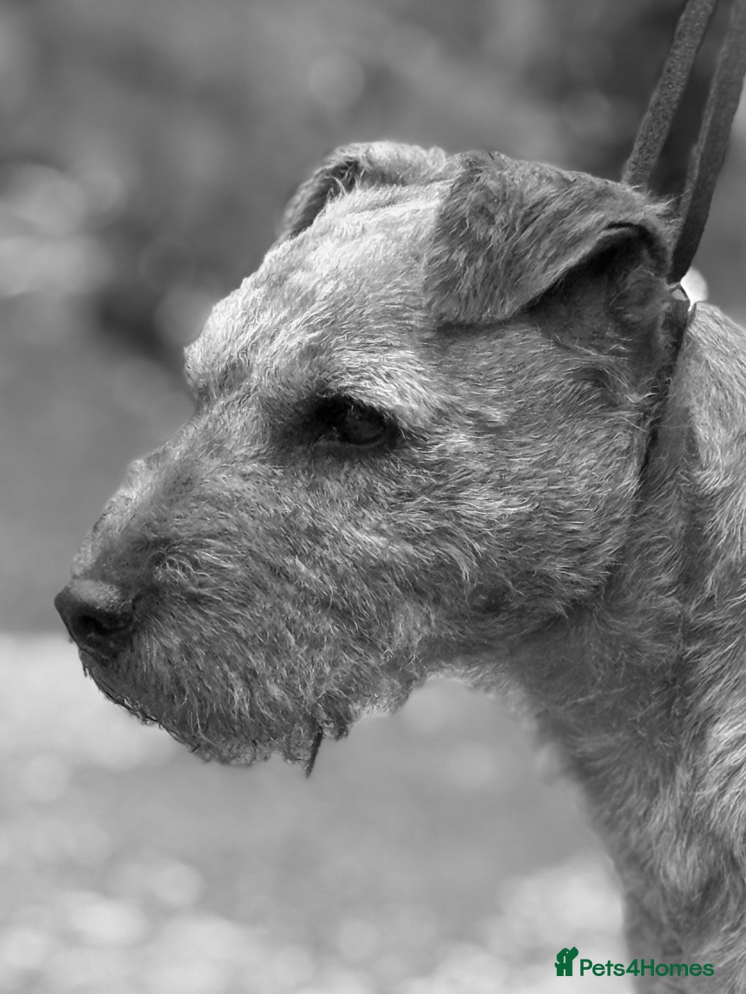 Lakeland Terrier dogs for sale: Quality Lakeland terrier looking for new home  - Image 2