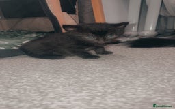 Mixed Breed cats for sale: 2 uniquely marked black kittens  - Image 4