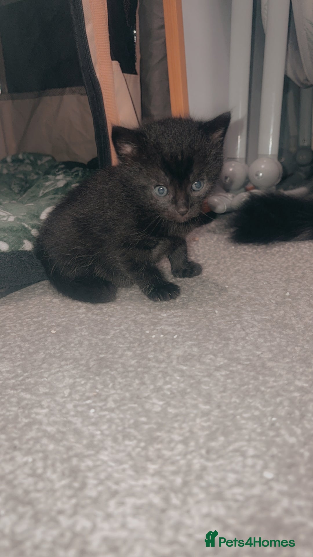 Mixed Breed cats for sale: 2 uniquely marked black kittens  - Image 4