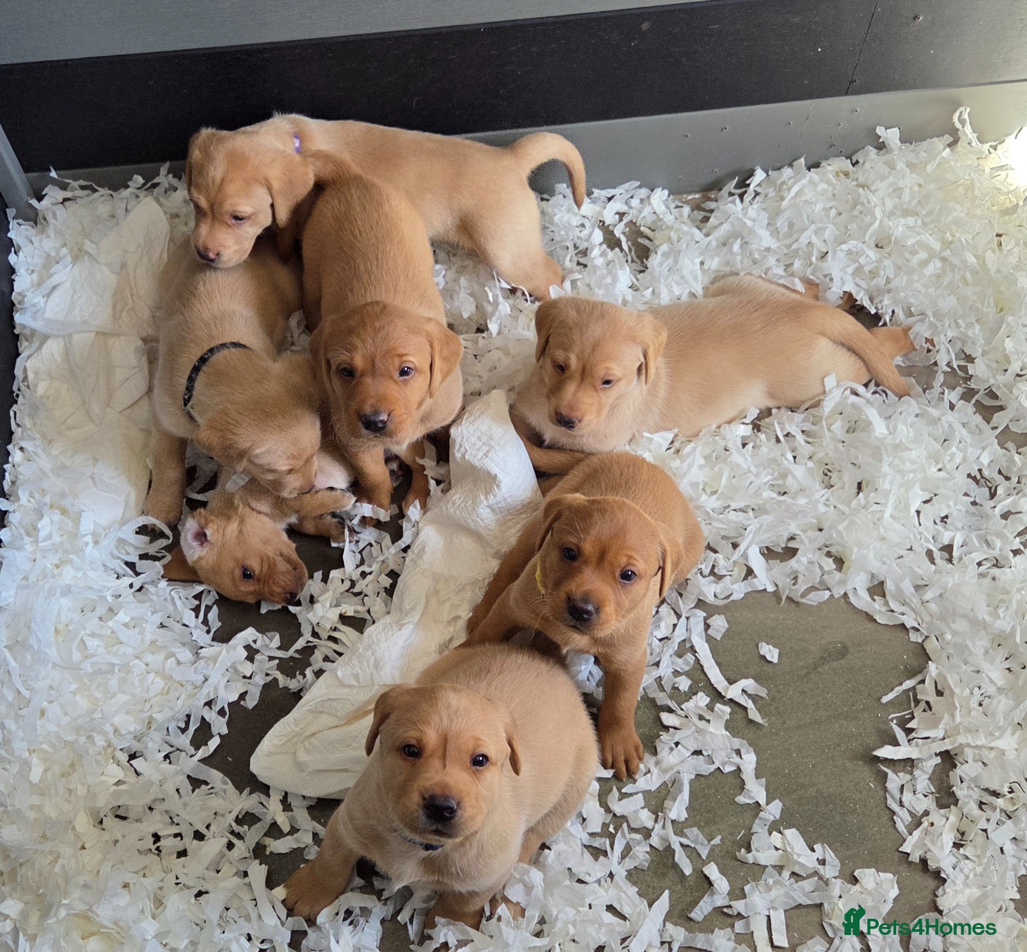 Labrador Retriever dogs Working gundog fieldtrial champions bloodline  - Advert 2