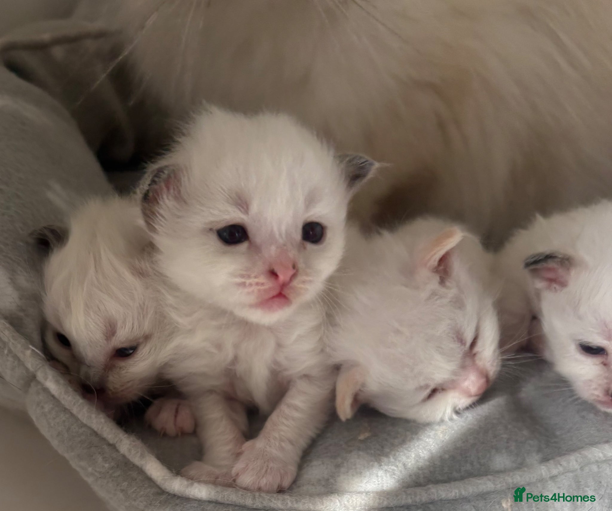 Birman cats Adorable GCCF registered Birman kittens - Advert 2