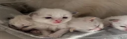 Birman cats for sale: Adorable GCCF registered Birman kittens - Advert 1