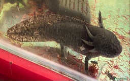 Other/Mixed Breed fish for sale: 3 x male Axolotl available. Wild / Dalmatian  - Image 7