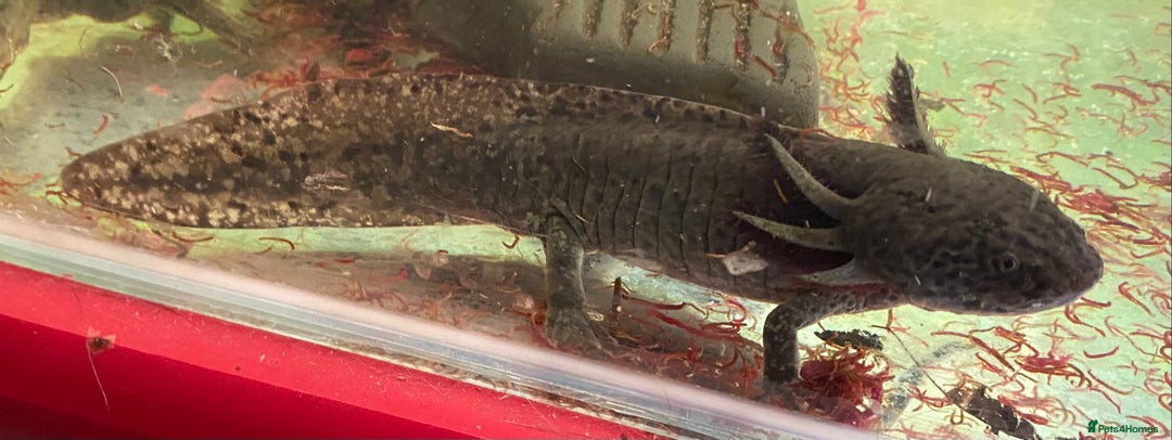 Other/Mixed Breed fish for sale: 3 x male Axolotl available. Wild / Dalmatian  - Image 7