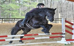 Friesian horses for sale: Cody Friesian Dressage Family Trails Gentle - Image 4