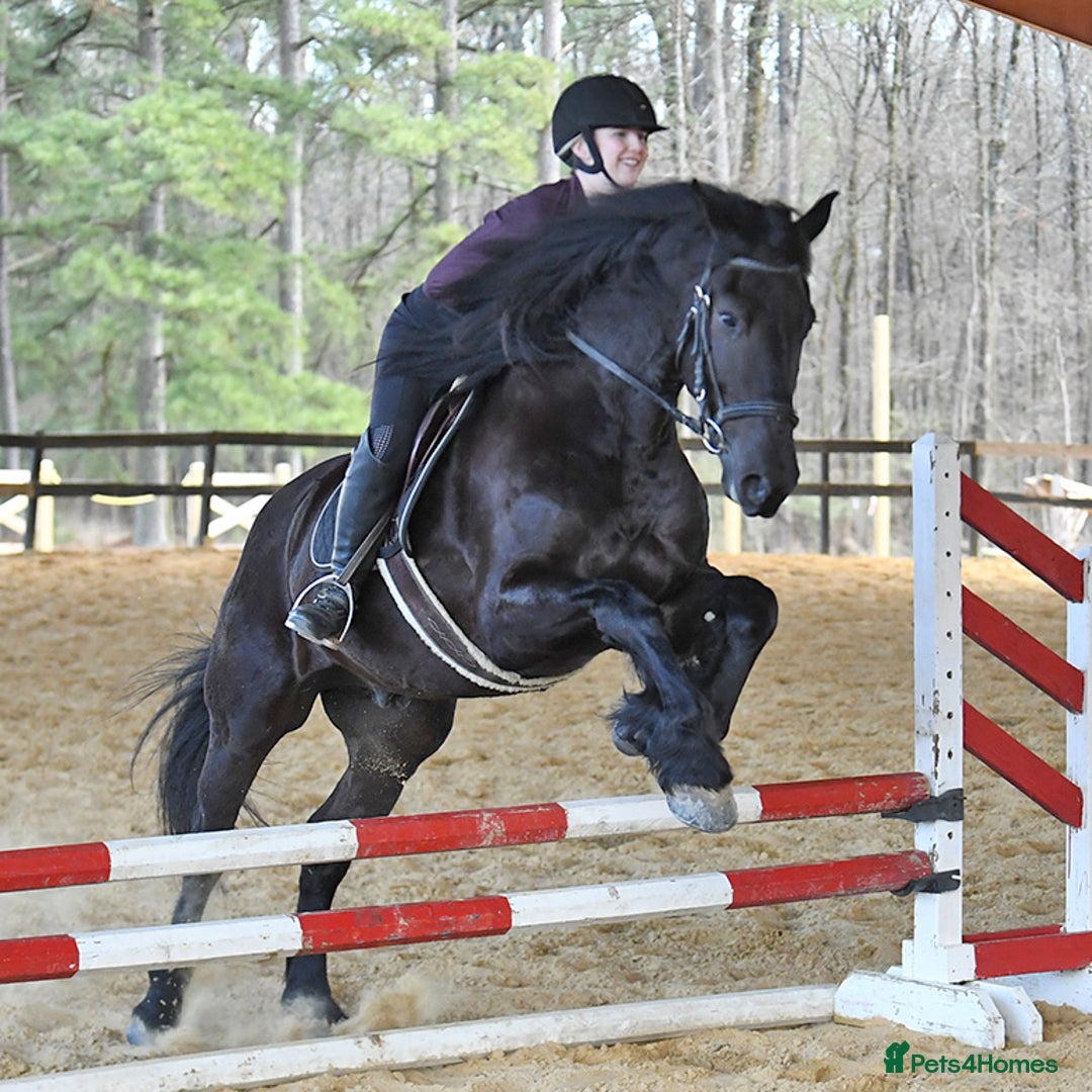 Friesian horses for sale: Cody Friesian Dressage Family Trails Gentle - Image 4