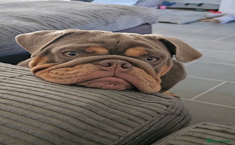 English Bulldog dogs - Advert 11