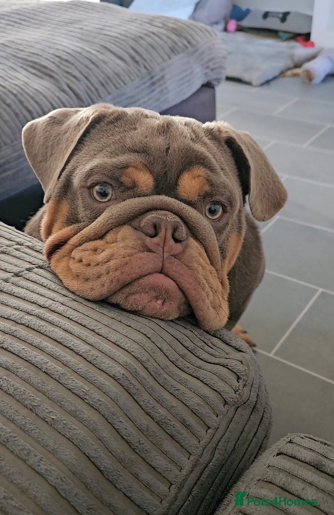 English Bulldog dogs for sale: Handsome House Trained English Bulldog for Sale - Image 1