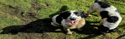 English Springer Spaniel dogs for sale: Skye - Black & White Ess 2 year old adult girl - Advert 17