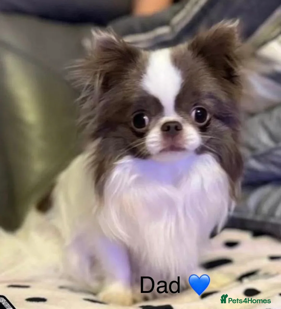 Chihuahua dogs for sale:  ❤️‍🔥KC Reg Party Colour Chihuahua Puppies❤️‍🔥  - Advert 16