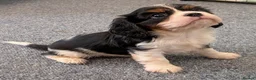 Cavalier King Charles Spaniel dogs for sale: KC Health Tested Cavalier King Charles Spaniel Pup - Advert 21