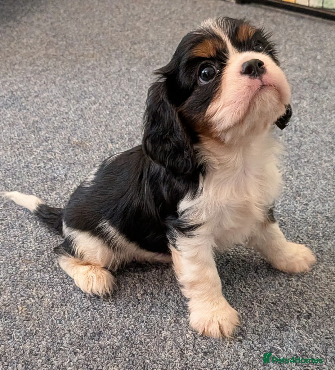 Cavalier King Charles Spaniel dogs for sale: KC Health Tested Cavalier King Charles Spaniel Pup - Advert 21