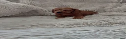 Cavapoo dogs for sale: Cavapoo puppies - Advert 14