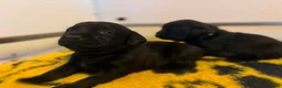 Labrador Retriever dogs for sale: KC REGISTERED WORKING LINE BLACK LABRADOR PUPPIES  - Advert 5