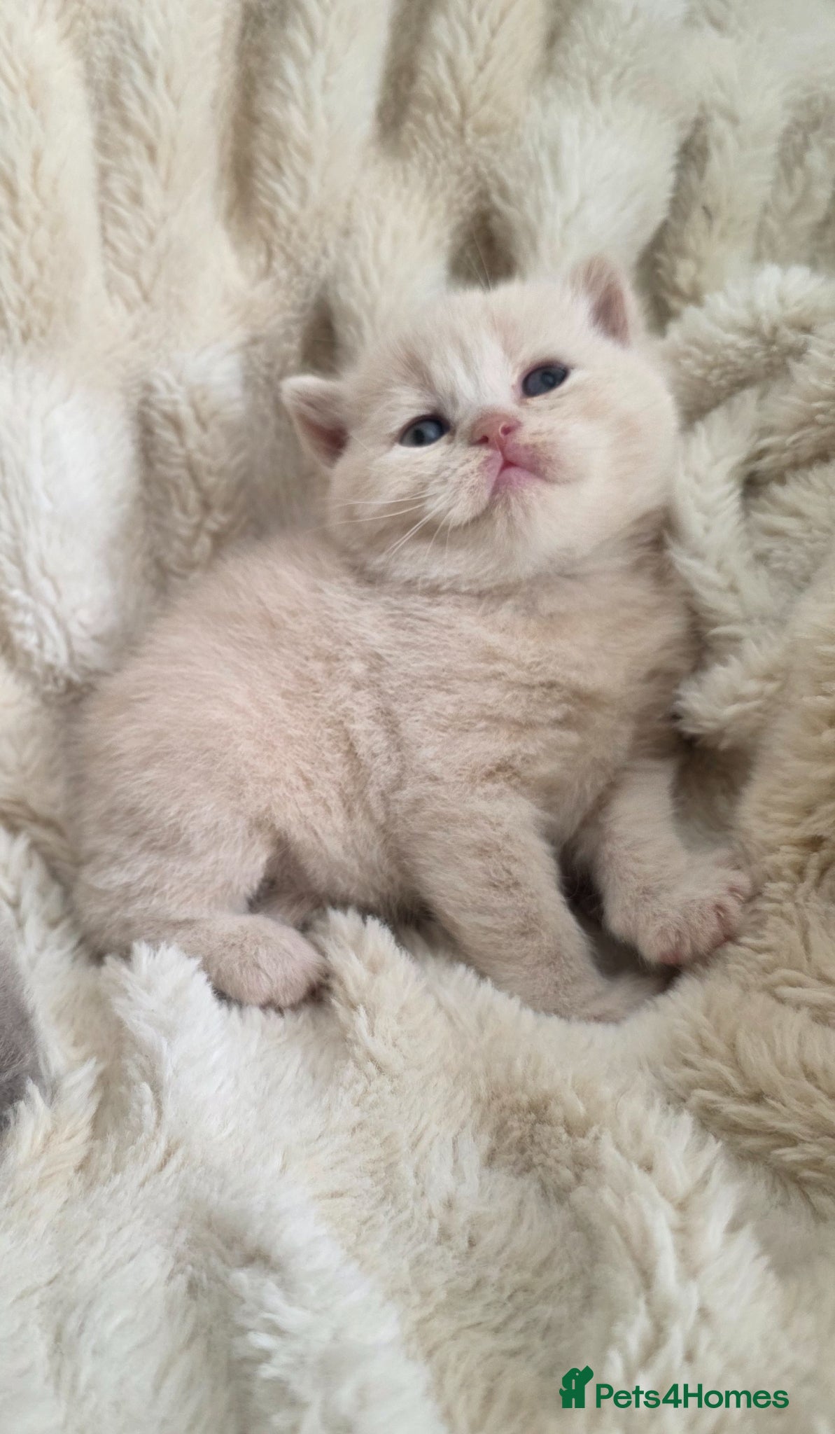 British Shorthair cats for sale: Beautiful champion GCCF British Shorthair Kittens  - Advert 16