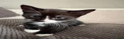 Mixed Breed cats for sale: Main coon X British short hair kittens  in Chessington - Advert 5