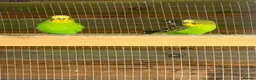 Budgerigars birds for sale: Wild type green budgies  - Advert 4