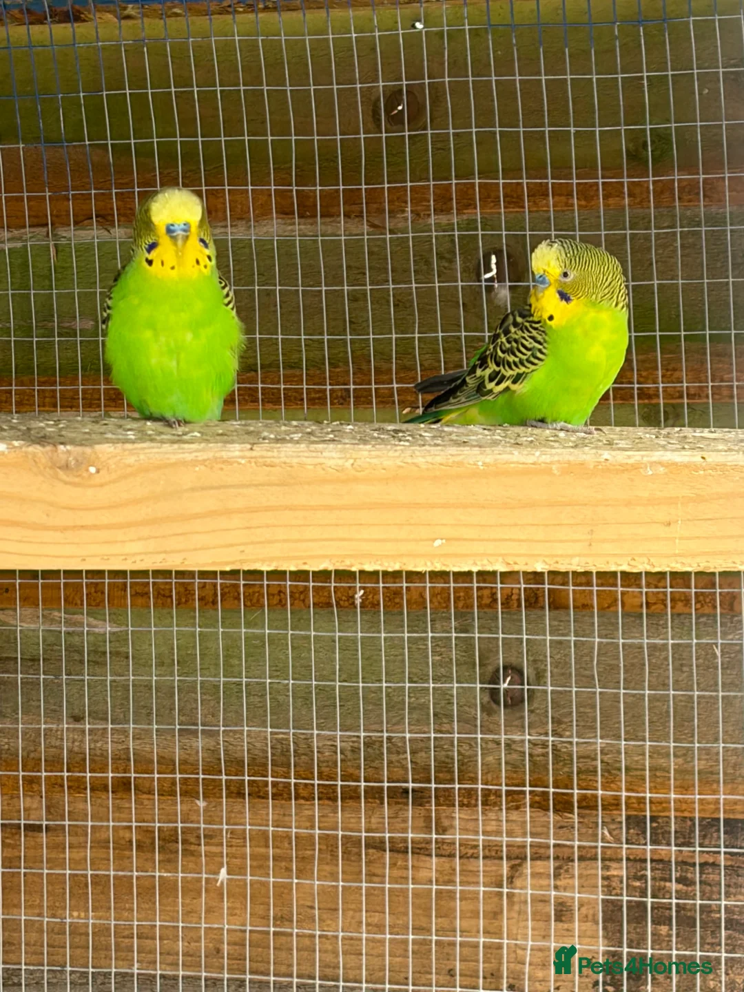 Budgerigars birds for sale: Wild type green budgies  - Advert 4
