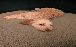 Cockapoo dogs for sale: Female cockapoo - Image 2