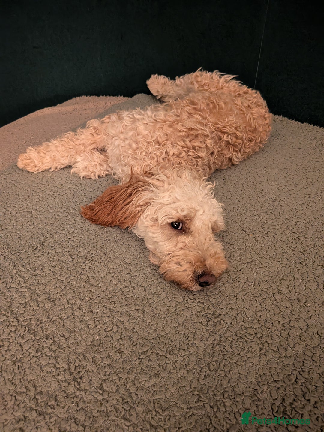 Cockapoo dogs for sale: Female cockapoo - Image 2
