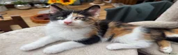 Mixed Breed cats for sale: 2 beautiful playful kittens for sale - Advert 3