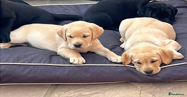 Labrador Retriever dogs - Advert 2
