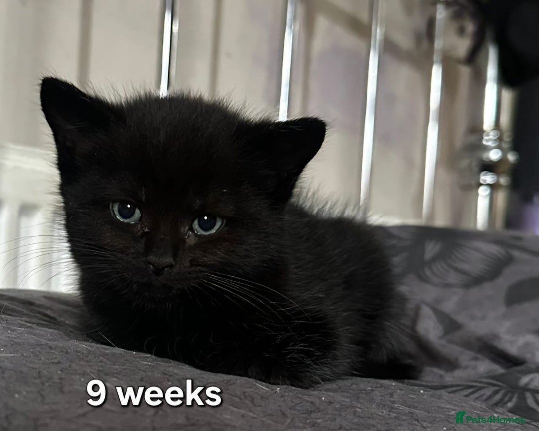 Mixed Breed cats for sale: Beautiful kittens looking for forever homes - Image 2