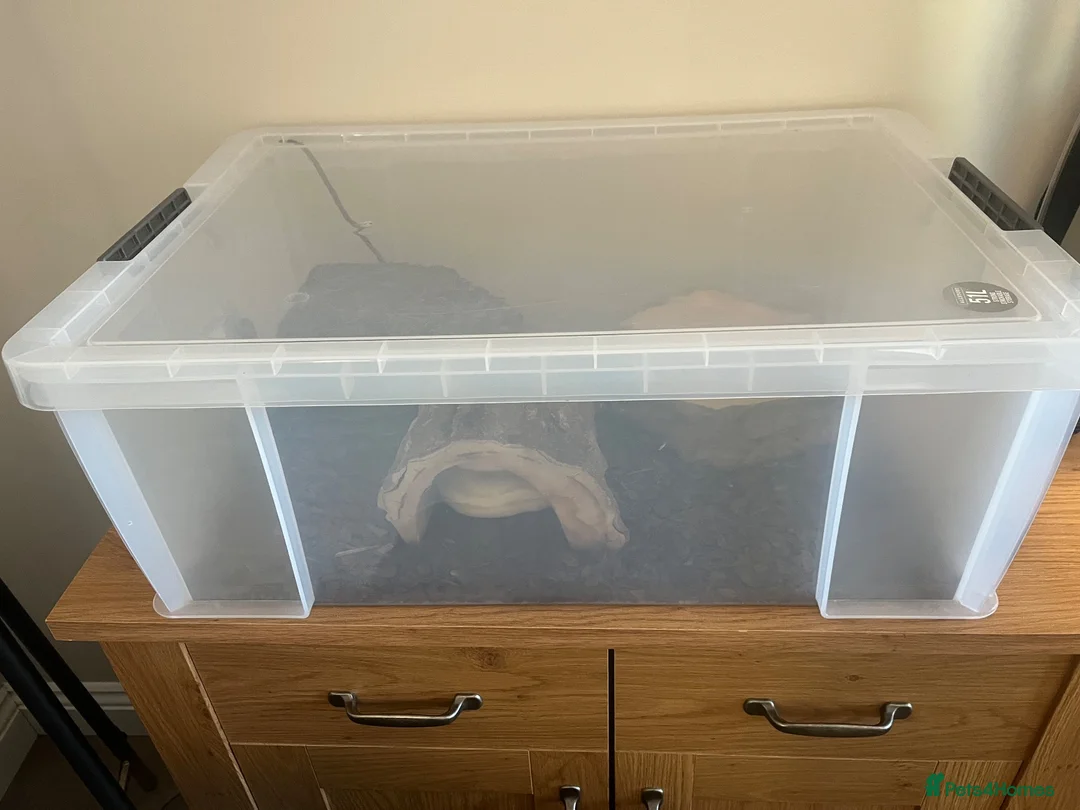 Python Snake reptiles for sale: Banana pied royal python  in Hull - Advert 10