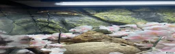 Gecko reptiles for sale: Beautiful Gargoyle Gecko with Full Bio setup in Nelson - Advert 2