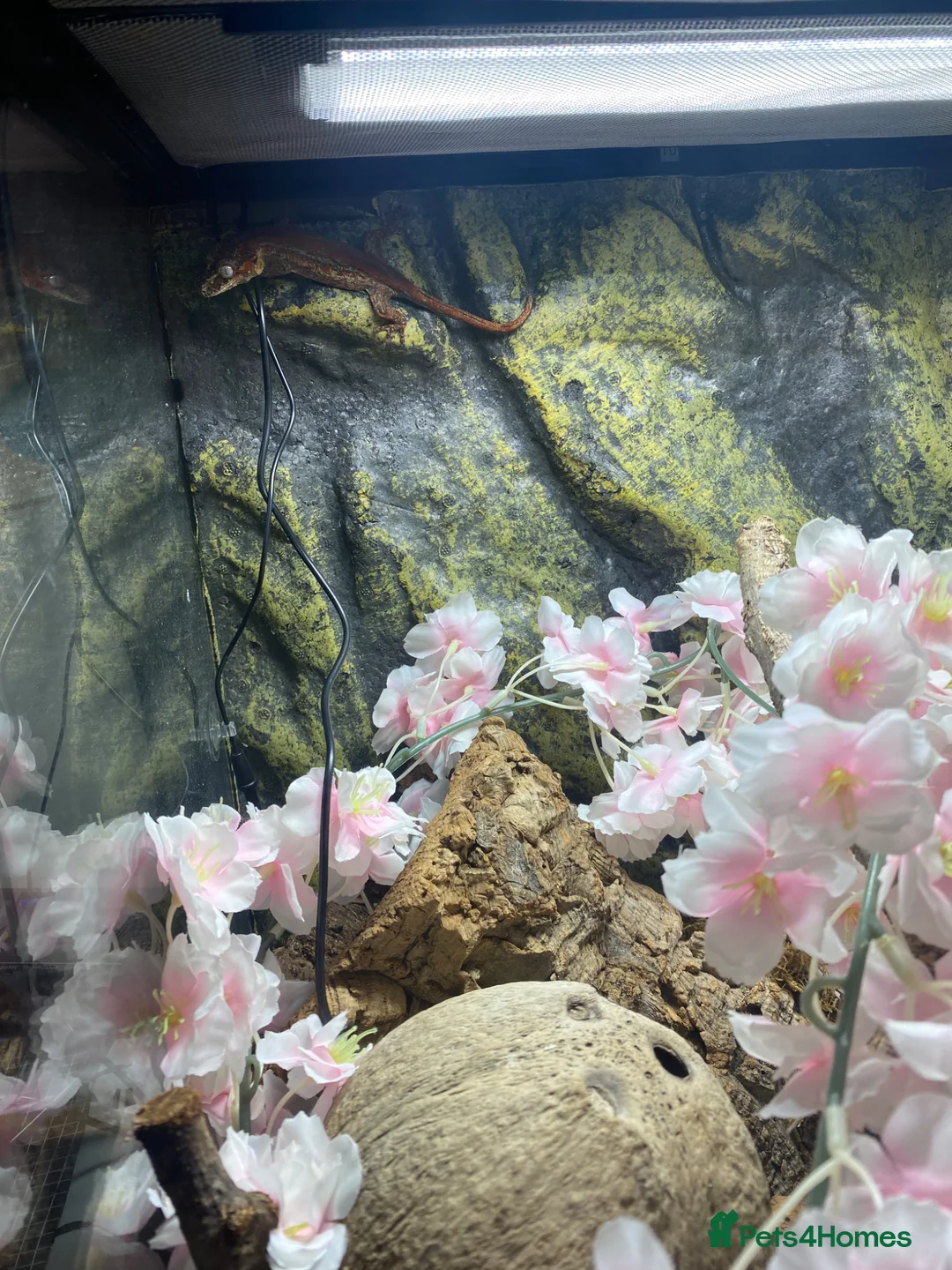 Gecko reptiles for sale: Beautiful Gargoyle Gecko with Full Bio setup in Nelson - Advert 2