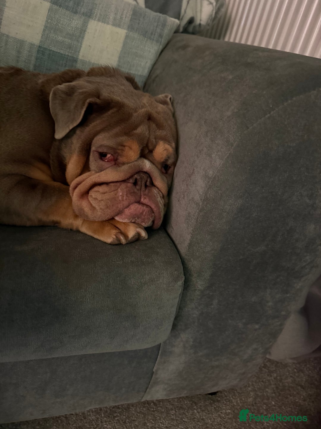 English Bulldog dogs for sale: URGENT merle english bulldog  - Advert 4