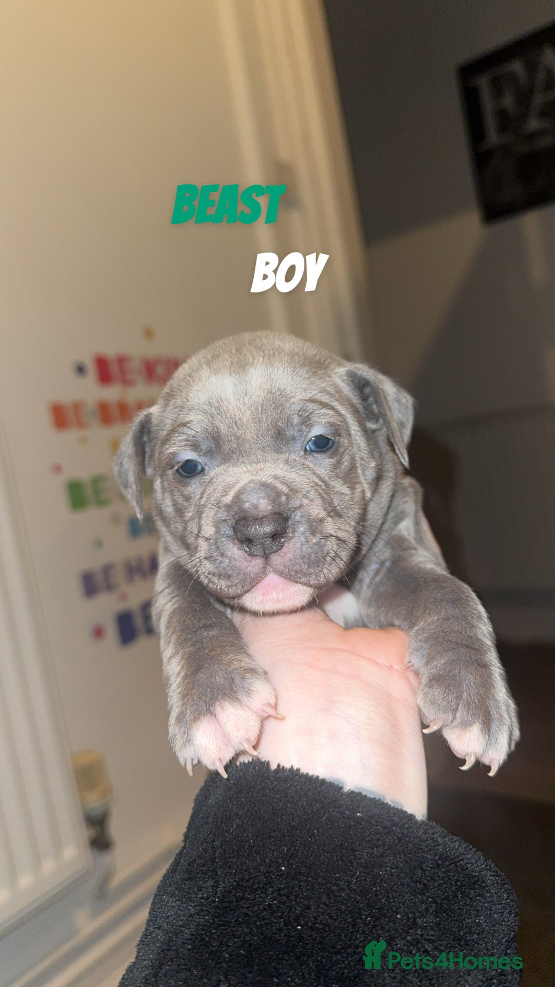 Mixed Breed dogs for sale: 7 Beautiful Staffys left - Advert 7