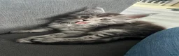 Maine Coon cats for sale: Exceptional Maine Coon Kittens for Loving Homes - Advert 20